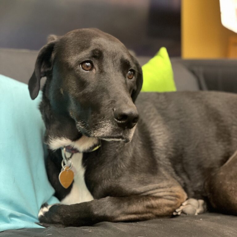 Photo of Zoe, a black mid-sized dog with white on her chest, sitting on a couch.